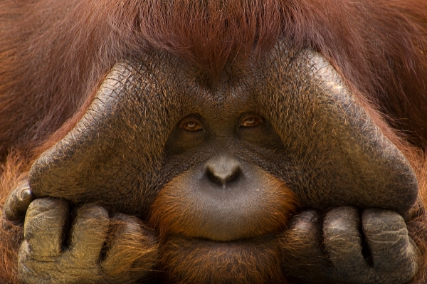 WWF rangerclub orang outan orang oetan gallery3