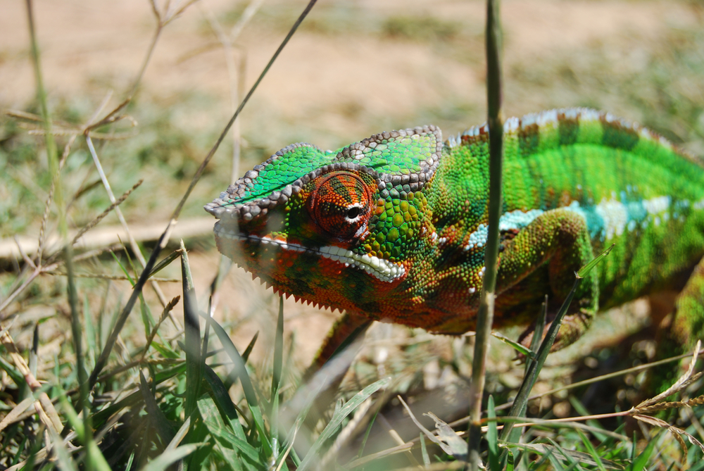 Kameleon | WWF-Rangerclub