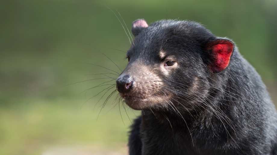 Tasmaanse duivel | WWF-Rangerclub