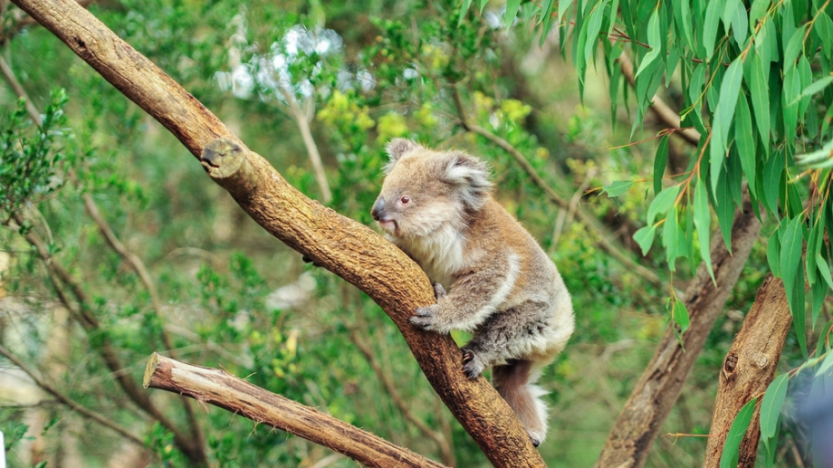 Koala | WWF-Rangerclub