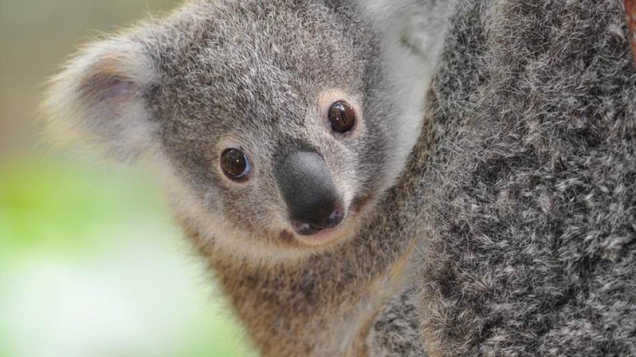 Koala | WWF-Rangerclub