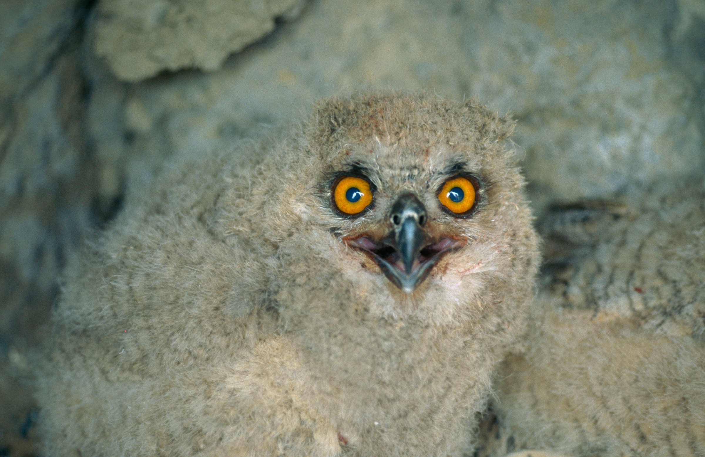 Hibou grand-duc | Rangerclub du WWF