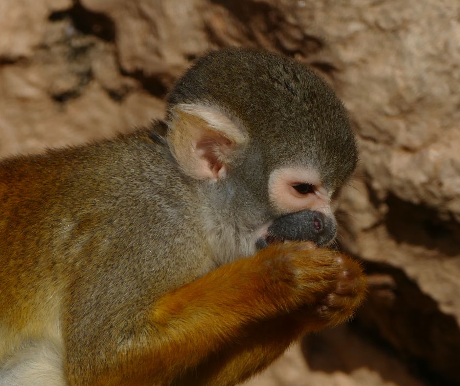 SaÏmiri | Rangerclub du WWF