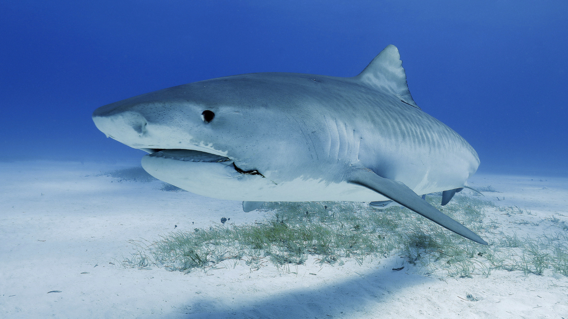 Requin | Rangerclub du WWF