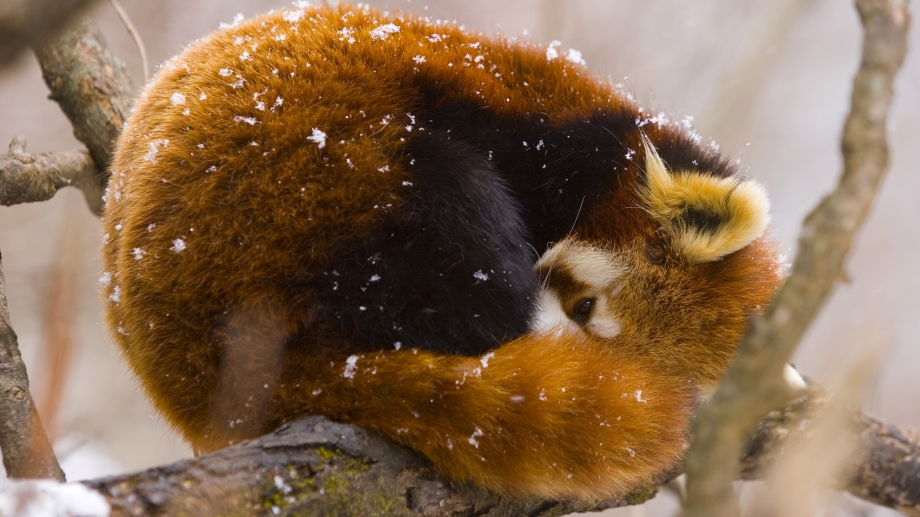 Panda roux | Rangerclub du WWF