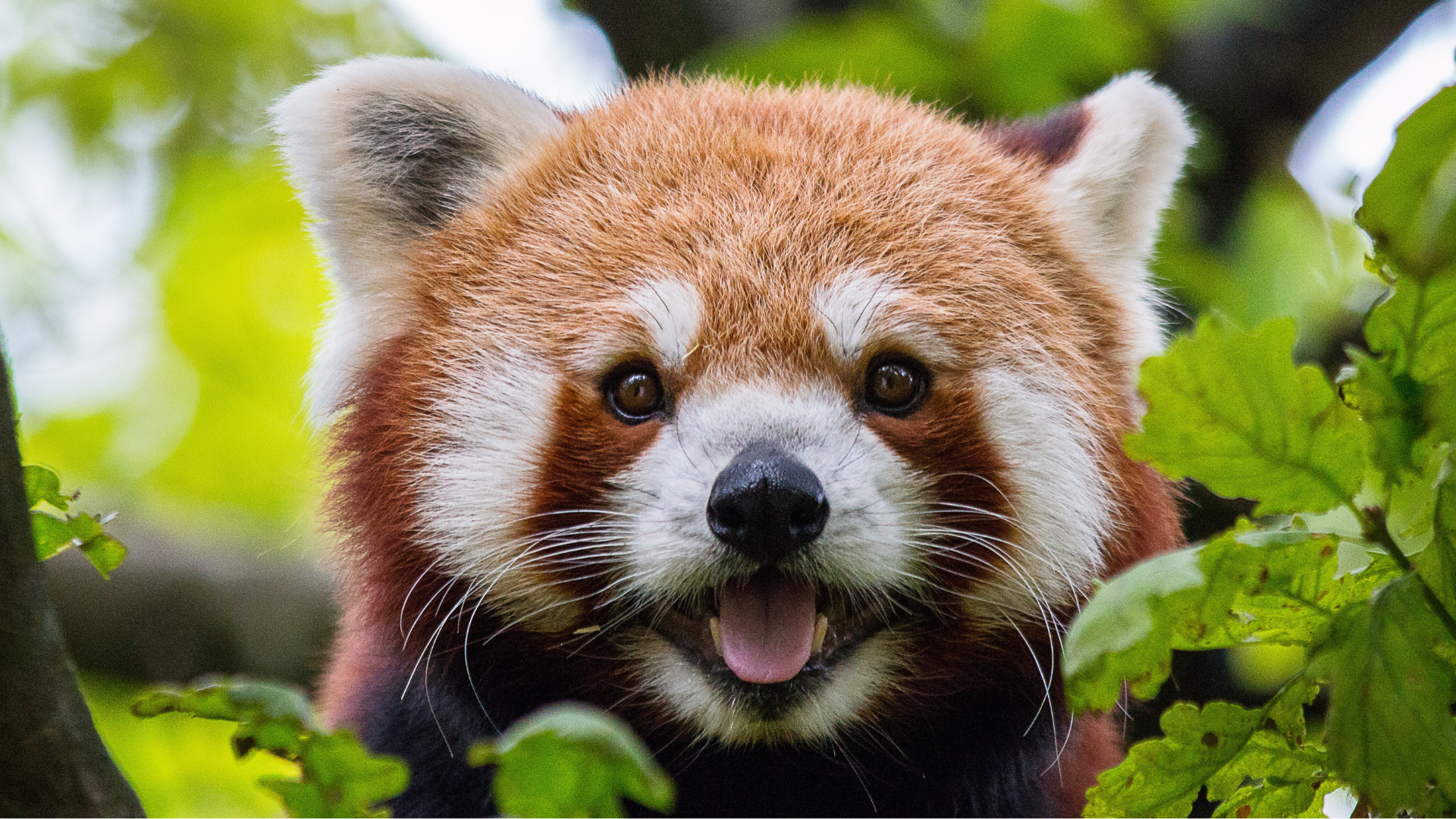 Panda roux | Rangerclub du WWF