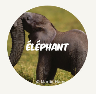 Elephant ROUND