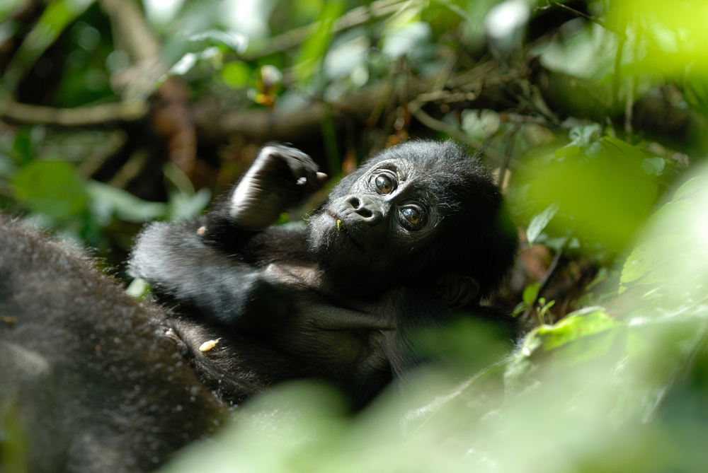 WWF rangerclub gorille montagne berg gorilla 1