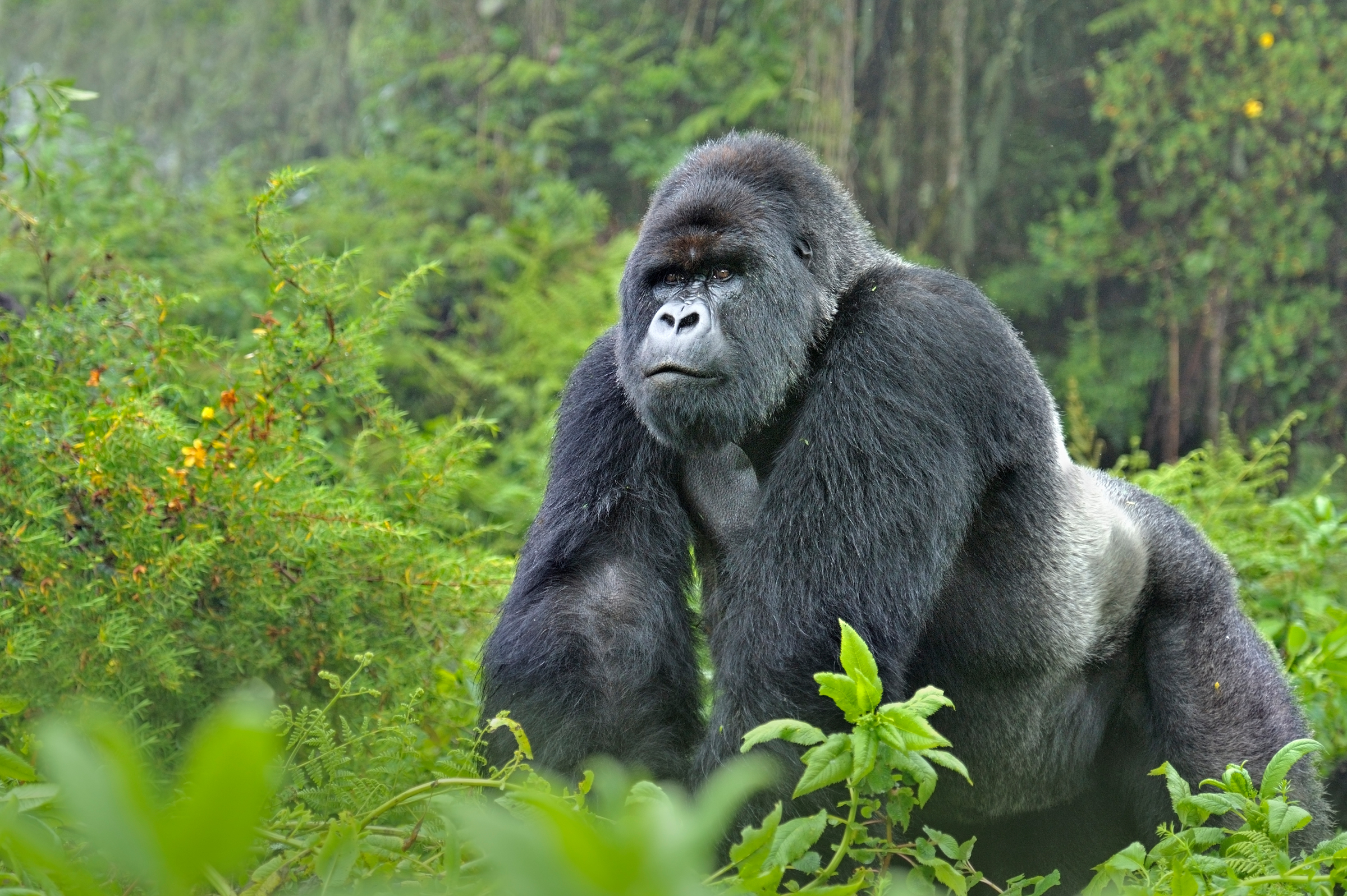 WWF rangerclub gorille montagne berg gorilla gallery