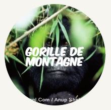 bouton gorille de montagne
