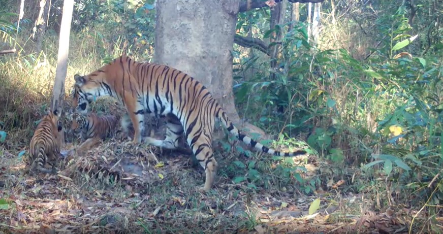 wildcamera 2 tijgerwelpjes Screenshot 2022 06 14 151543