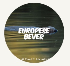 bever