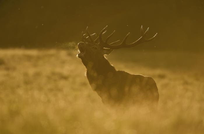 Cerf bramant