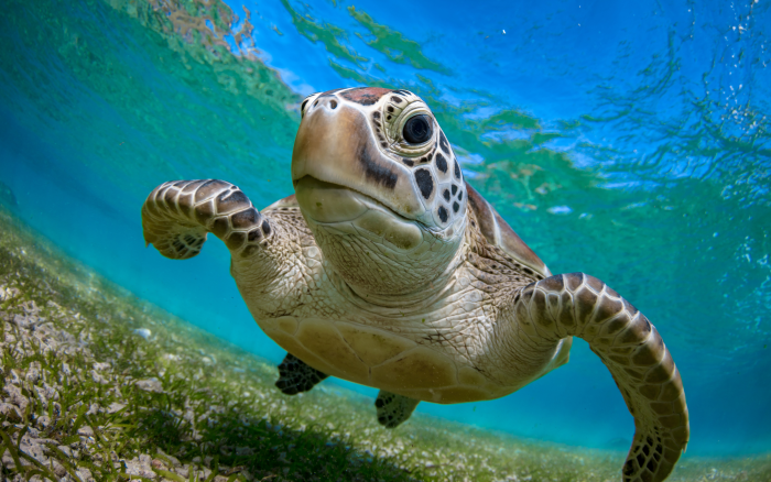 tortue marine
