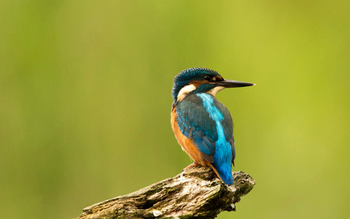 oiseau martin-pêcheur