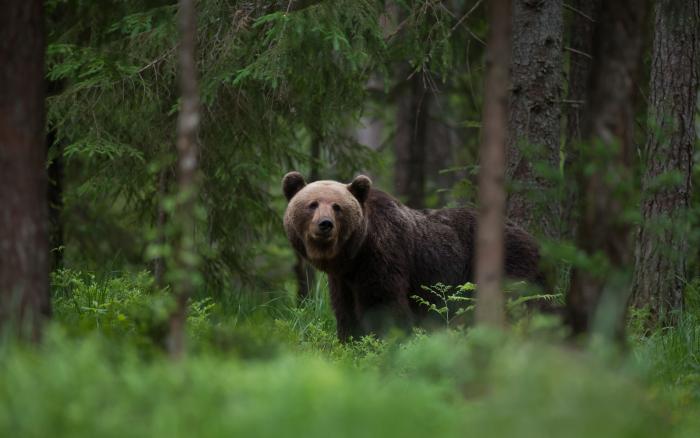 ours brun (europe)
