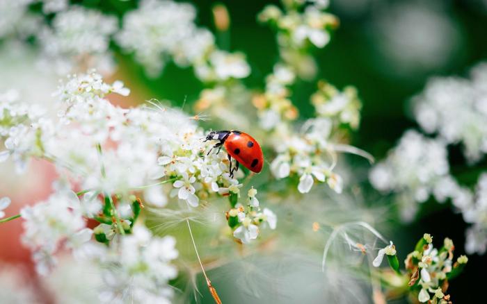 coccinelle 