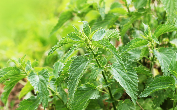 plantes