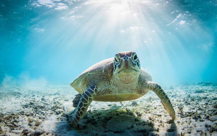 turtle