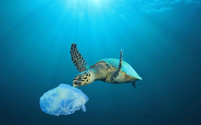 turtle and plastic bag