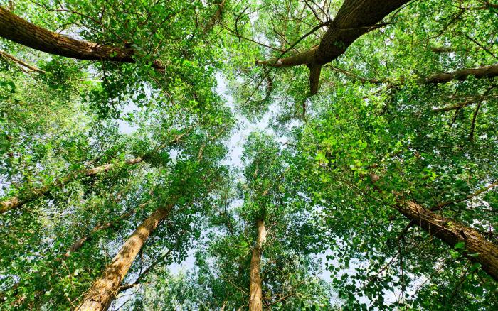 trees