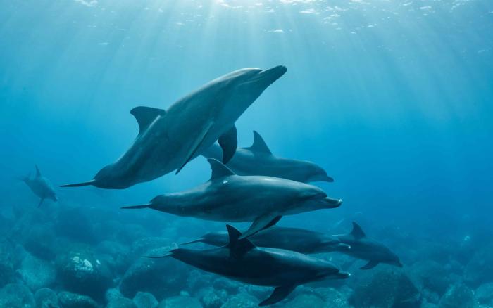 dolphins