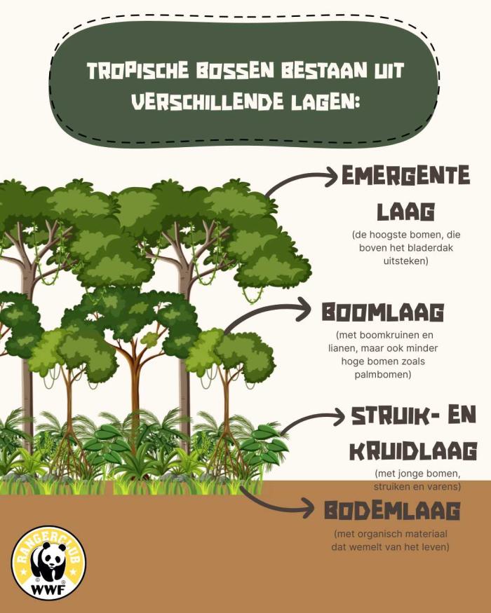forêts tropicales explications