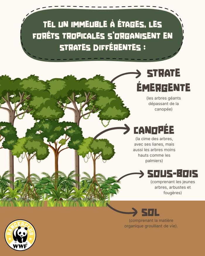schéma forêts tropicales