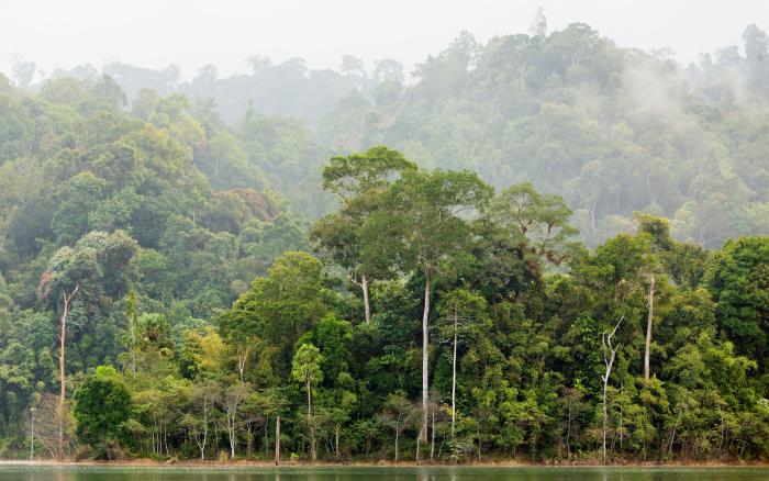 forêts tropicales