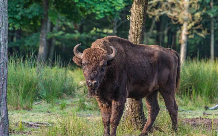 bison