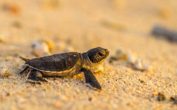 tortue 