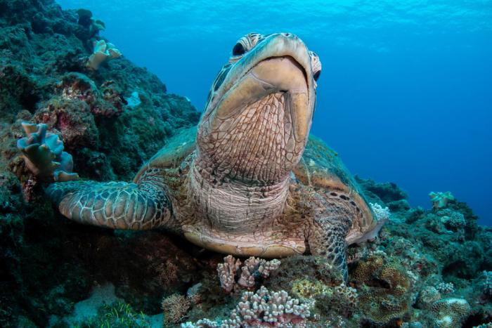 Zeeschildpad
