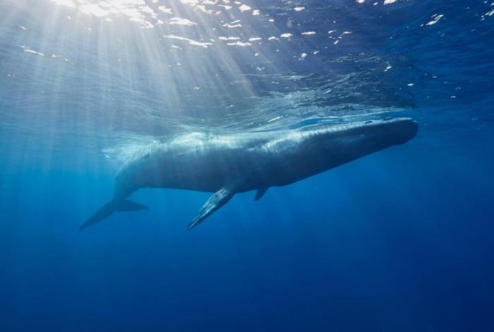 Walvis