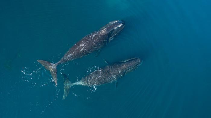 Walvis