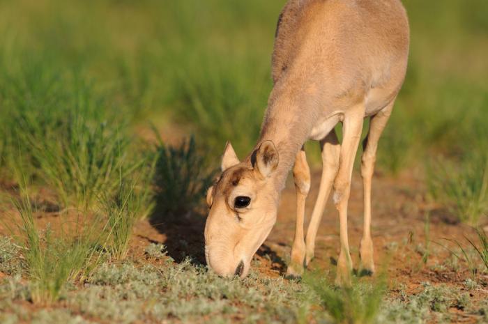 Antelope