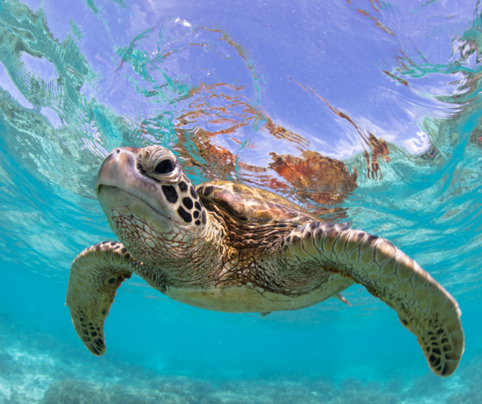 sea turtle