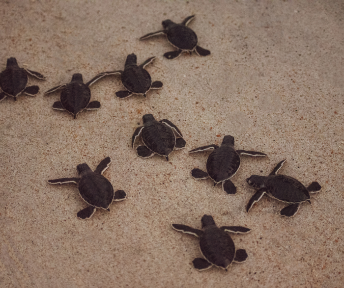 bébés tortues marines