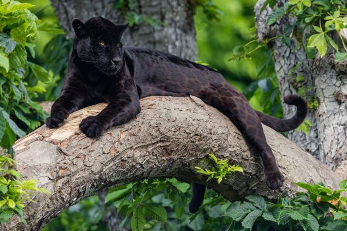 jaguar noir dans la jungle