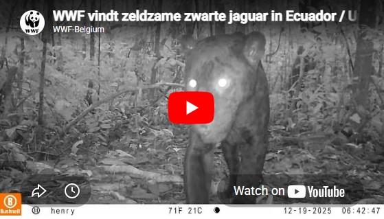 video youtube jaguar