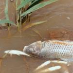 Poissons morts dans une eau brune