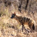 Hyène dans la nature - vue de profil