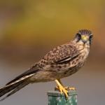 Common kestrel