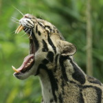 tanden clouded leopard