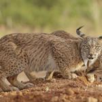iberian lynx drinking water