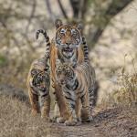 bengaalse tijger met cubs