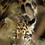 clouded leopard