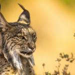 iberische lynx 