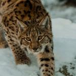 eurasian lynx in the snow