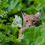 eurasian lynx 