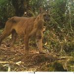 puma cameratrap